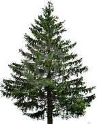 Tannenbaum