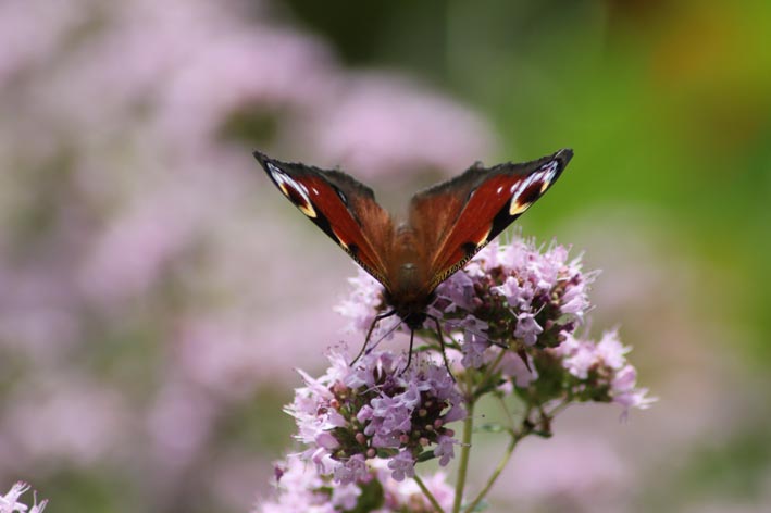 Schmetterling