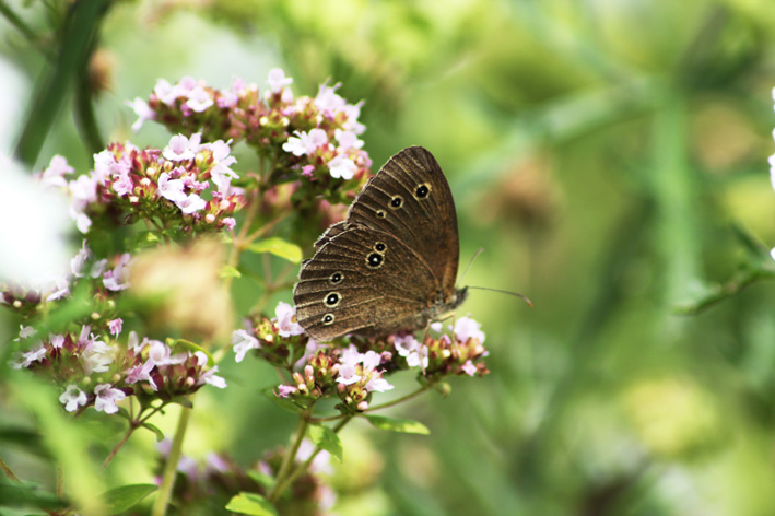 Schmetterling auf Majoran