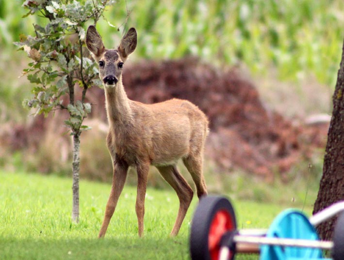 Foto zeigt Reh im Garten