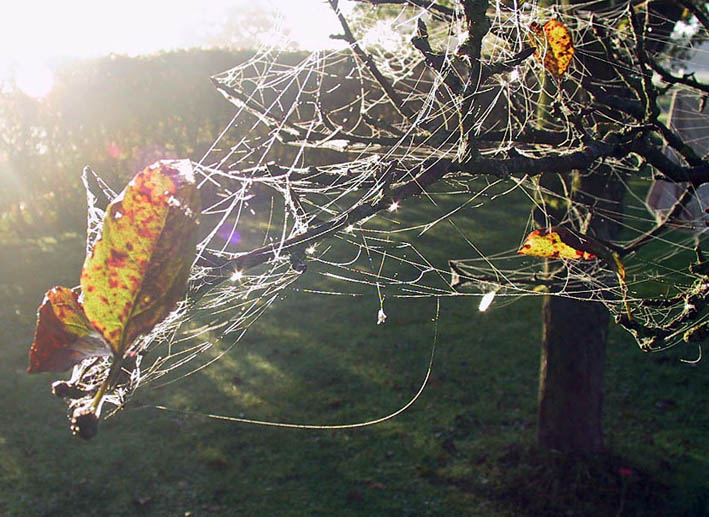 Foto zeigt Spinnweben im Baum