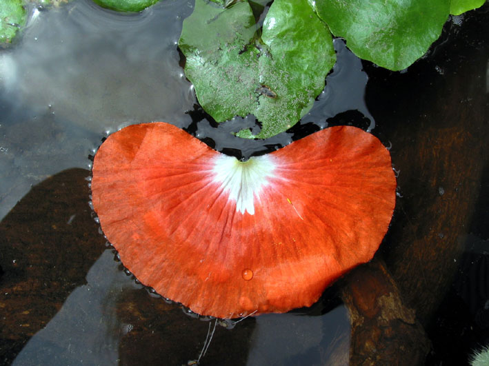 Mohnblatt auf Wasseroberfläche