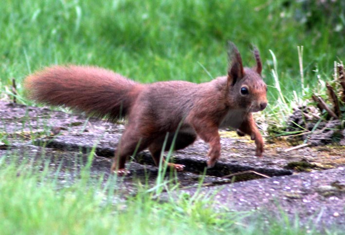 Foto zeigt Eichhörnchen