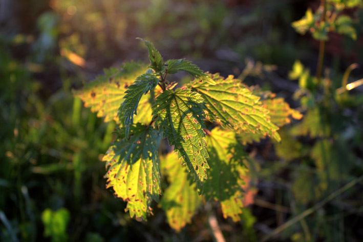 Foto zeigt Brennnessel in der Abendsonne