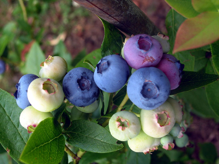 Foto zeigt Heidelbeeren