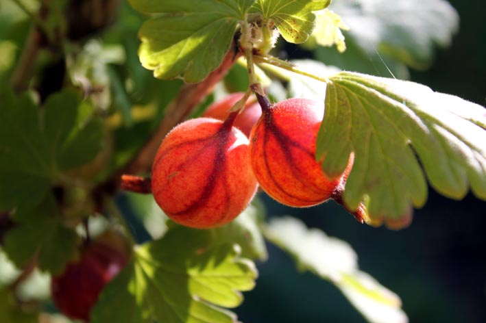 Foto zeigt Stachelbeeren