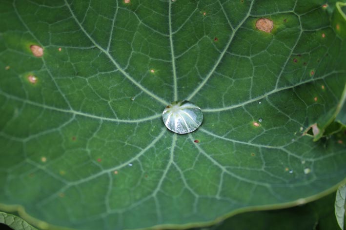 Foto zeigt Tautropfen auf Kresse