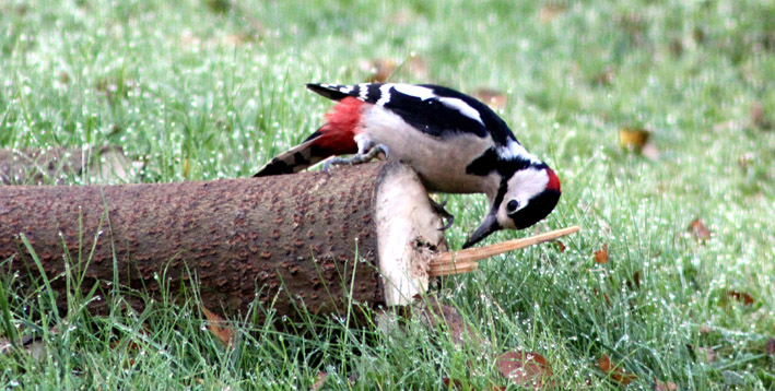 Foto zeigt Buntspecht