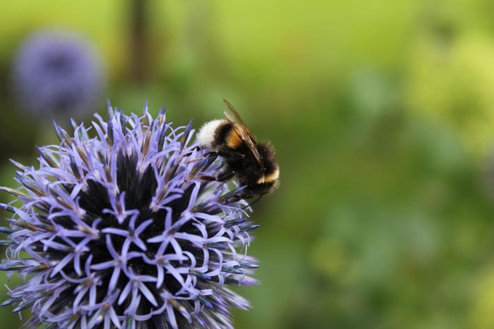 Foto von Delia Evers zeigt Hummel auf Kugeldistel