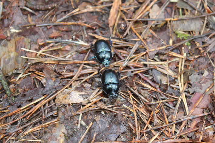 Foto zeigt zwei Käfer